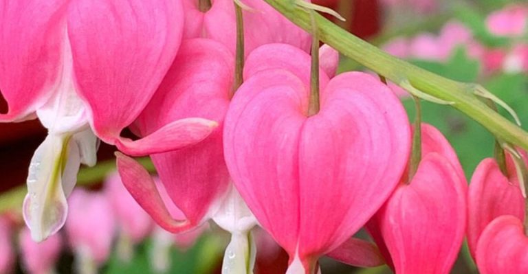 The Only Shade-Loving Plants That Don’t Attract Slugs