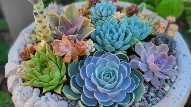 The Plant That Rearranged My Garden: Letting One Species Lead the Design