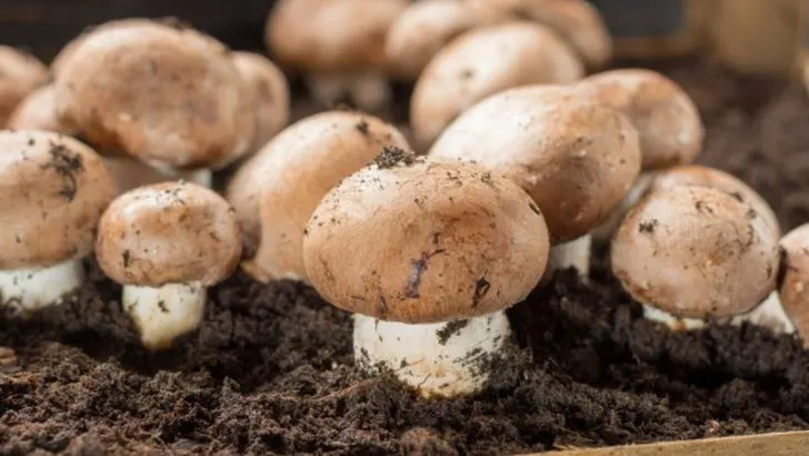 The Rise of Fungi: Using Mushrooms to Boost Garden Health+
