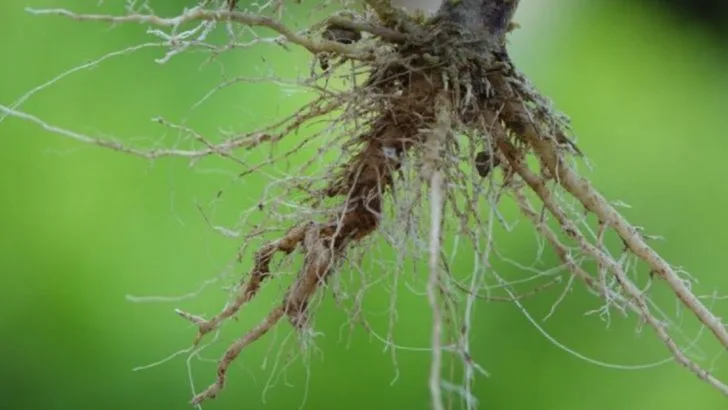 The Science Behind Plant Communication: What We’ve Learned