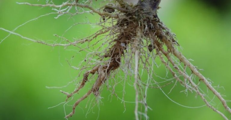 The Science Behind Plant Communication: What We’ve Learned