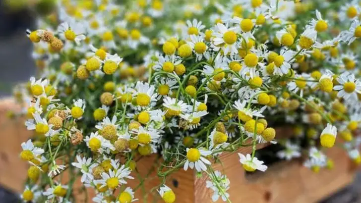 The Science of Scent: How Aromatic Plants Influence Your Garden