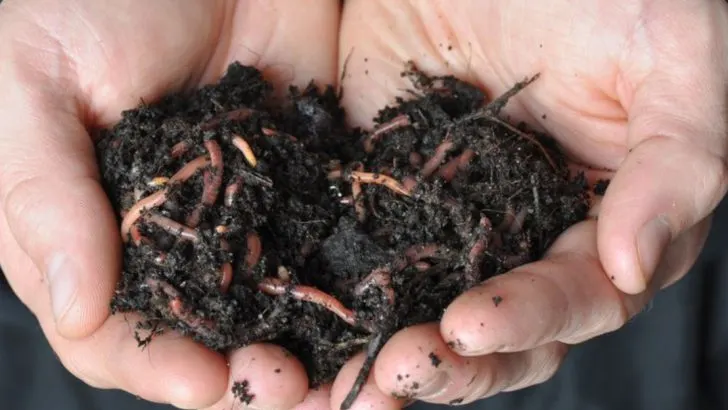 The Secret Life of Soil: What Every Gardener Should Know