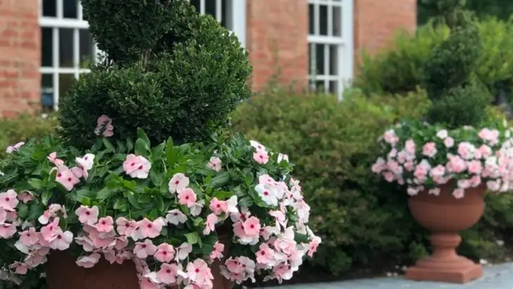 The Silent Garden: What Happens When You Remove All Color