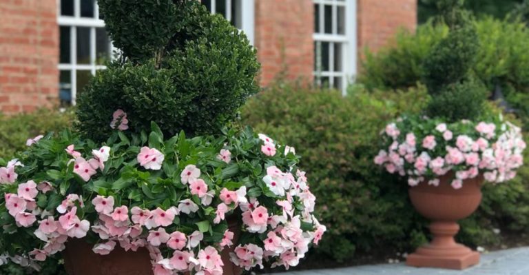 The Silent Garden: What Happens When You Remove All Color