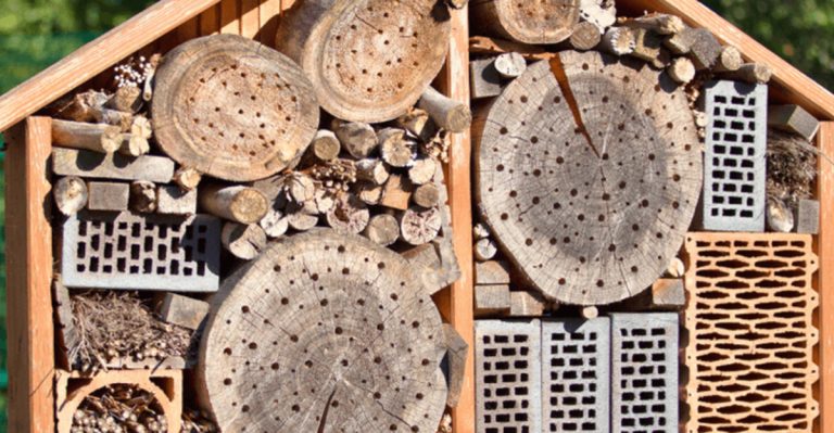 The Surprising Benefits of Leaving Old Stems in Your Winter Garden