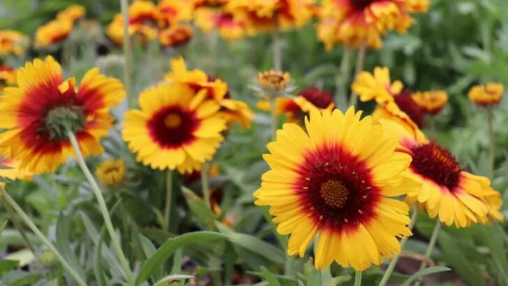 Tired of Plants That Die Mid-Summer? These 15 Will Power Through the Heat