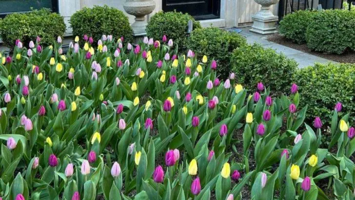 What My Garden Told Me When I Sat Still for an Hour