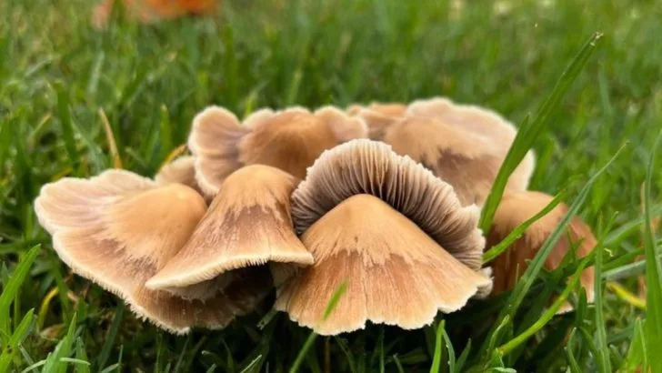 Why Fungi Are the Unsung Heroes of Healthy Gardens
