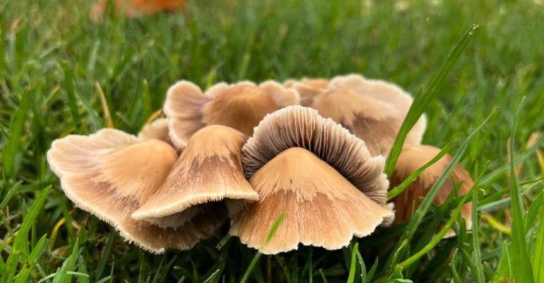 Why Fungi Are the Unsung Heroes of Healthy Gardens