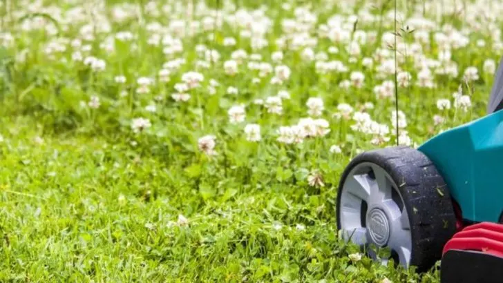 Why I Stopped Mowing—And What Grew Instead