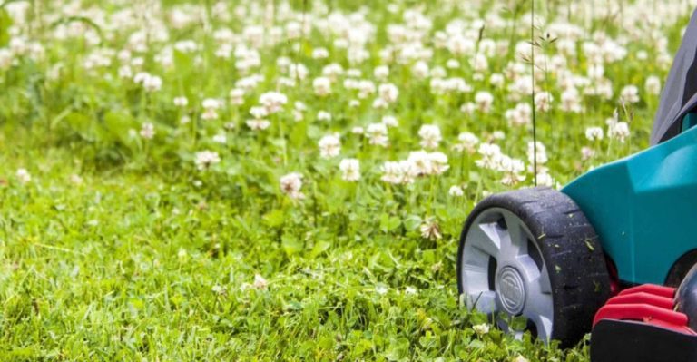 Why I Stopped Mowing—And What Grew Instead