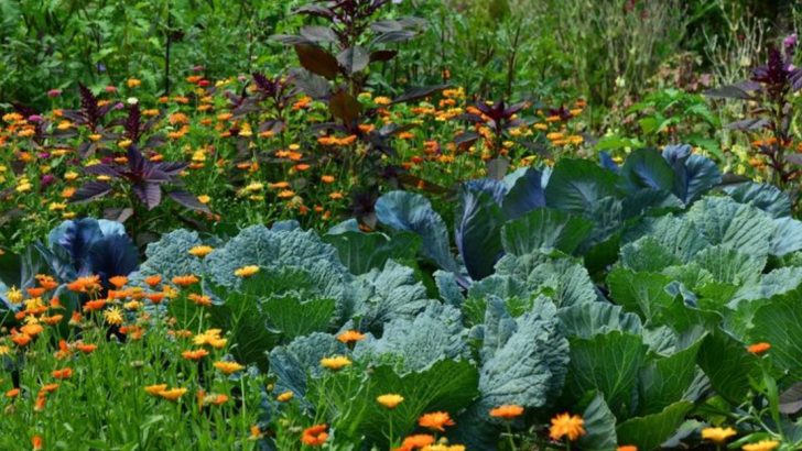 Why I Stopped Planting in Rows—and What Grew in the Gaps