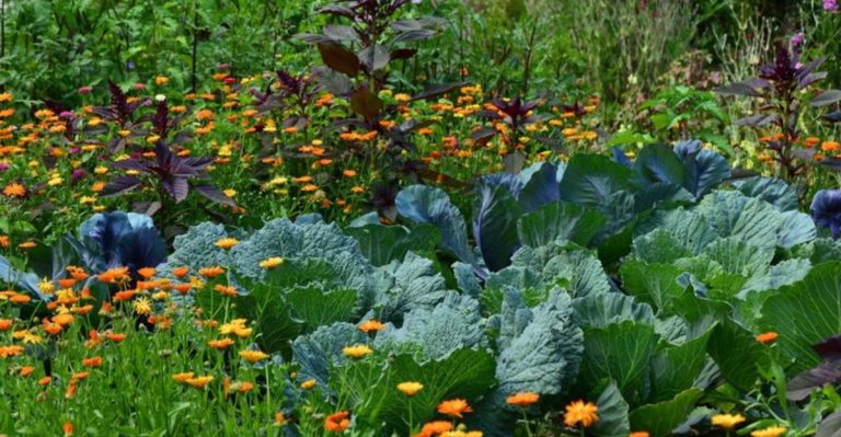 Why I Stopped Planting in Rows—and What Grew in the Gaps