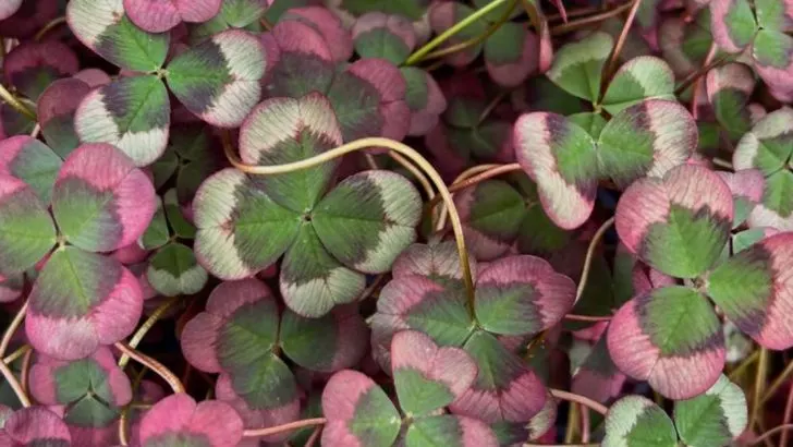 Why I Stopped Pulling Weeds—and Started Naming Them