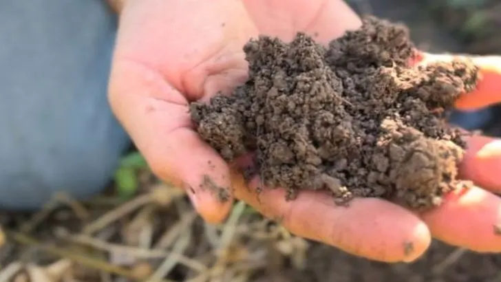 Why I Stopped Tilling My Soil—and Got Healthier Plants