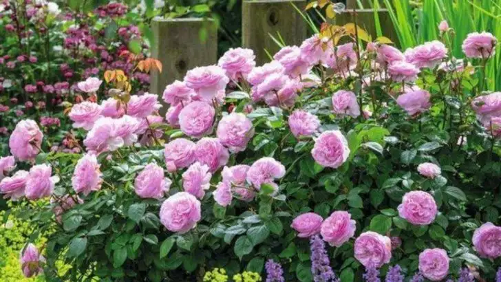 Why I Switched to Bare-Root Roses—and How They Transformed My Garden