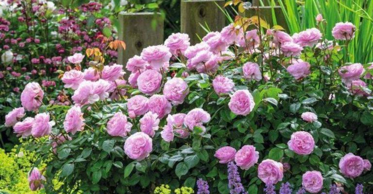 Why I Switched to Bare-Root Roses—and How They Transformed My Garden