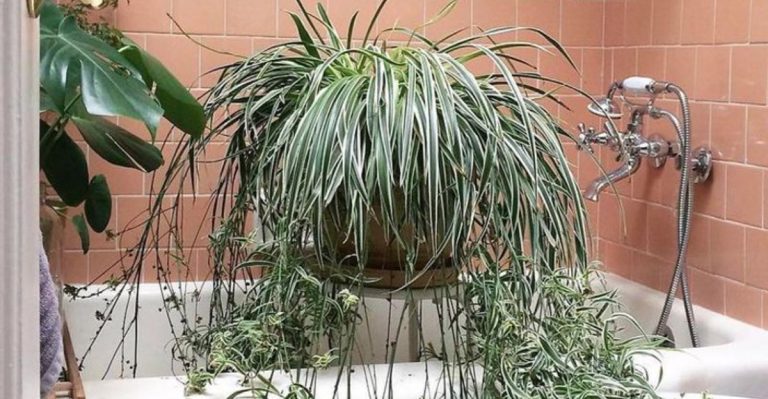 Why Indoor Plants Are the Secret to Cleaner, Healthier Living Spaces
