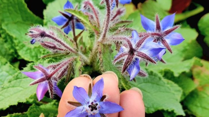 Why These 10 ‘Ugly’ Plants Are Secretly the Hardest Workers13 Layout Mistakes That Make Your Garden Look Smaller Than It Is