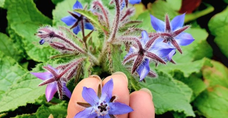 Why These 10 ‘Ugly’ Plants Are Secretly the Hardest Workers13 Layout Mistakes That Make Your Garden Look Smaller Than It Is
