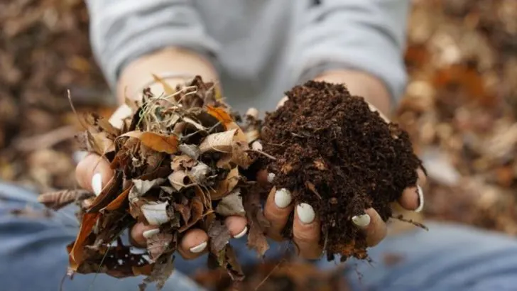 Why You Should Let Leaf Litter Stay on Your Soil