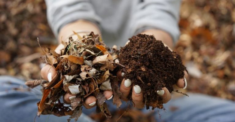 Why You Should Let Leaf Litter Stay on Your Soil