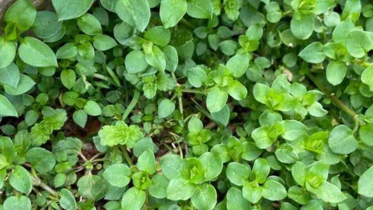 Why Your Garden Needs More Weeds (and Which Ones to Keep)