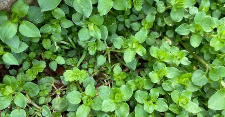 Why Your Garden Needs More Weeds (and Which Ones to Keep)