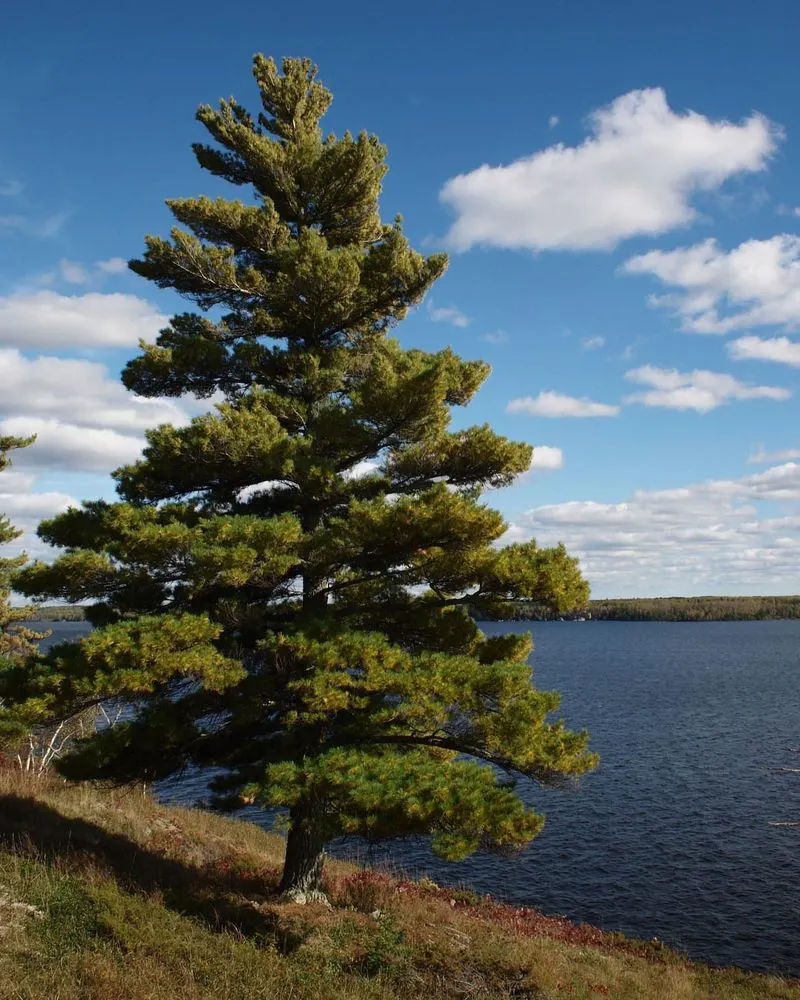 Eastern White Pine