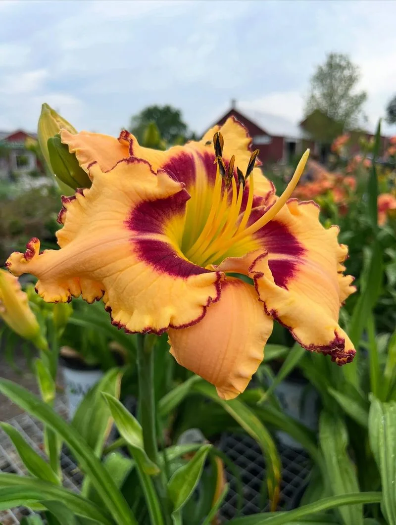 Daylilies (Hemerocallis)
