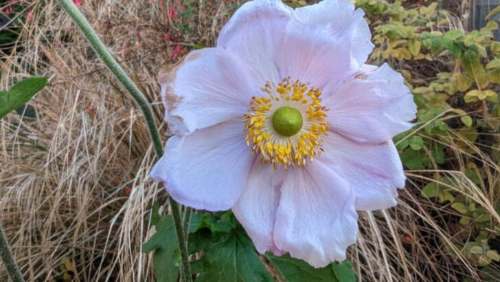 10 Perennials That Are Practically Unkillable and 10 That Suffer If You Try Too Hard