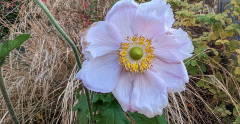 10 Perennials That Are Practically Unkillable and 10 That Suffer If You Try Too Hard