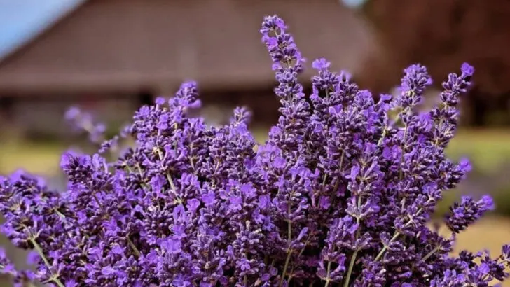 10 Backyard Flowers That Feel Like Fireworks and 8 That Attract Every Bee in Town