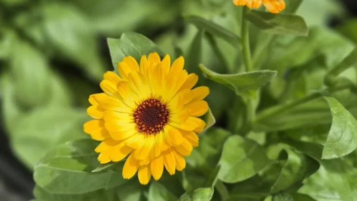 10 Balcony Plants That Feel Like Vacation and 7 That Are Basically Mood Boosters