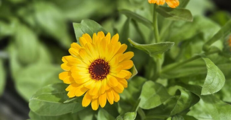 10 Balcony Plants That Feel Like Vacation and 7 That Are Basically Mood Boosters