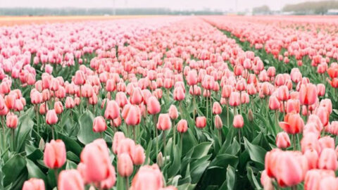 10 Beautiful Plants That Could Harm Your Dog—And 5 Safe Alternatives