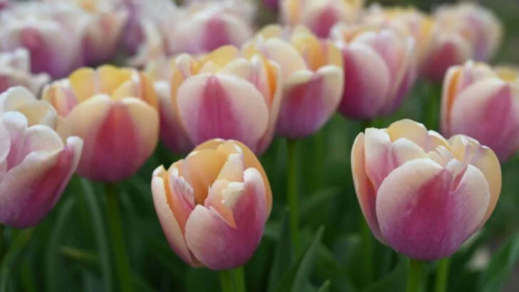 10 Garden Flowers That Feel Like a Champagne Toast and 7 That Dance Like Confetti