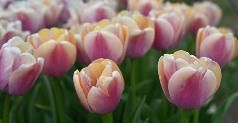 10 Garden Flowers That Feel Like a Champagne Toast and 7 That Dance Like Confetti