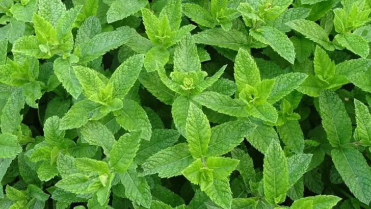 10 Garden Plants That Overstay Their Welcome (Plus 10 Well-Behaved Options)