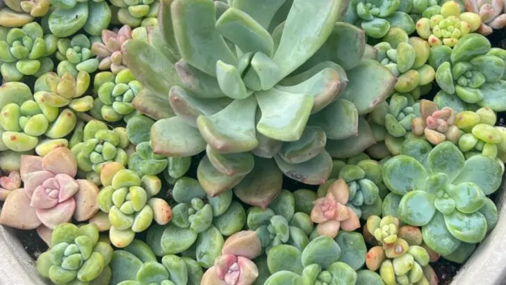 10 Garden Trends That Are Fading and 8 Classic Ideas Making a Comeback