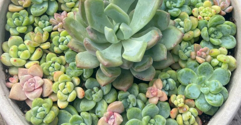 10 Garden Trends That Are Fading and 8 Classic Ideas Making a Comeback