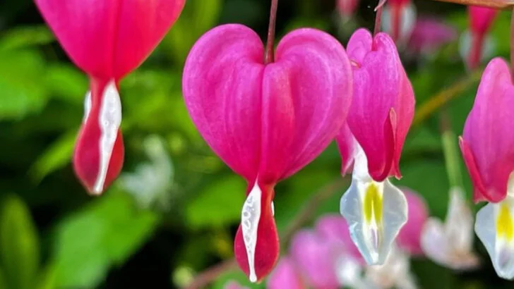 10 Heat-Loving Plants That Never Quit and 6 That Prefer Cooler Spots