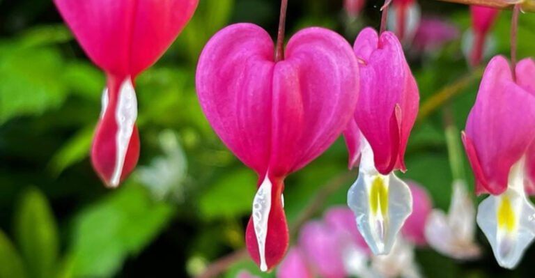 10 Heat-Loving Plants That Never Quit and 6 That Prefer Cooler Spots