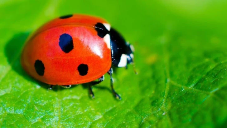 10 Helpful Garden Allies (And 10 Insect Invaders)
