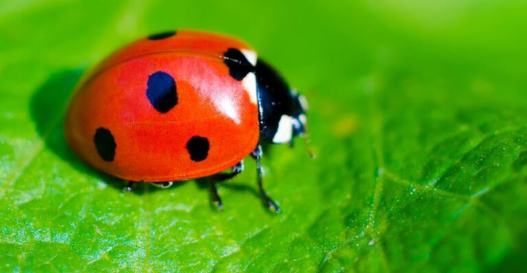 10 Helpful Garden Allies (And 10 Insect Invaders)