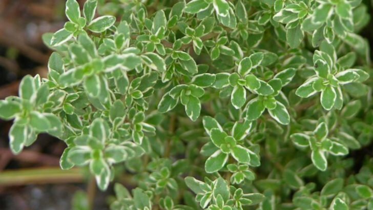 10 Herbs That Come Back Every Year (And 5 That Need Replanting Annually)