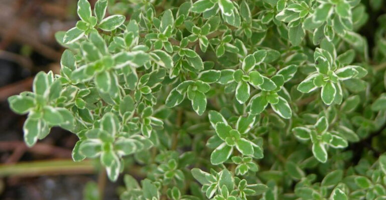 10 Herbs That Come Back Every Year (And 5 That Need Replanting Annually)
