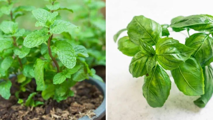 10 Herbs That Grow Well Indoors (And 7 That Really Need Outdoor Sun)