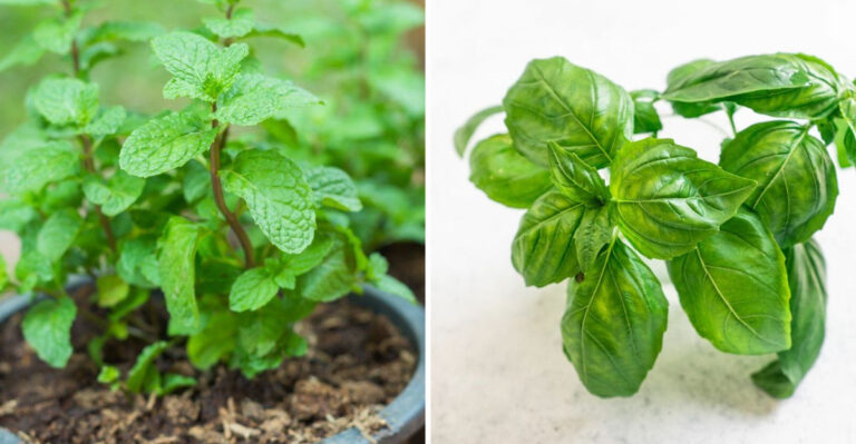 10 Herbs That Grow Well Indoors (And 7 That Really Need Outdoor Sun)